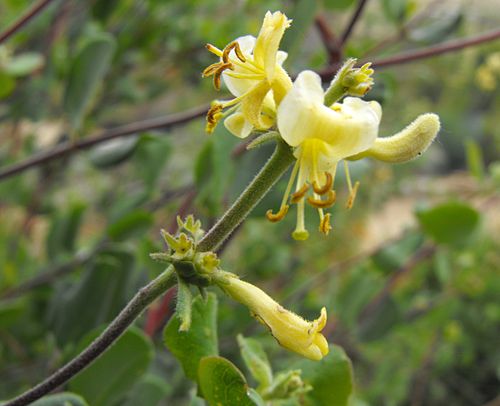 Lonicera subspicata